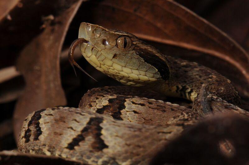 Você está visualizando atualmente Fazendeira é condenada pela morte de trabalhador picado por cobra